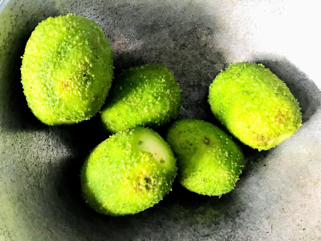 Teasel gourds