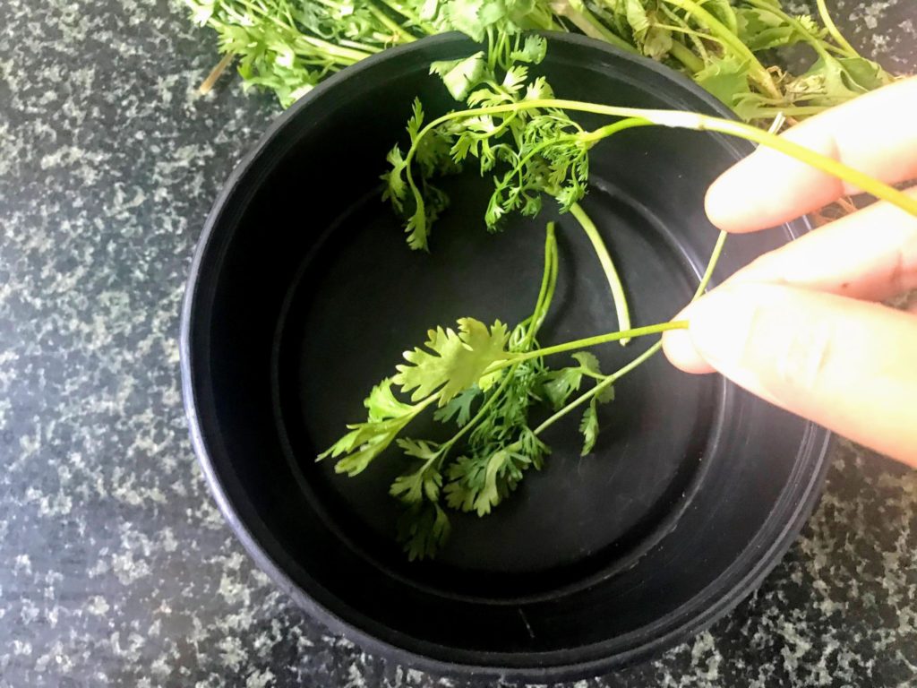 Coriander stem