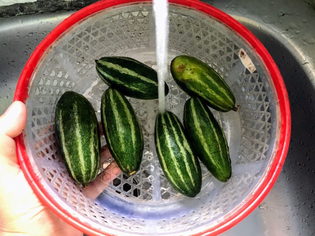 Pointed gourds